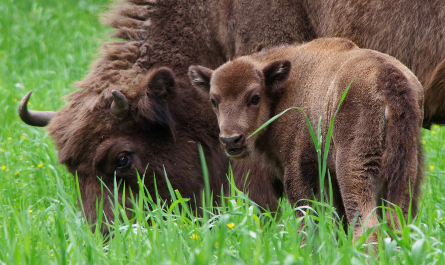 Приокско-Террасный заповедник им. М.А. Заблоцкого;