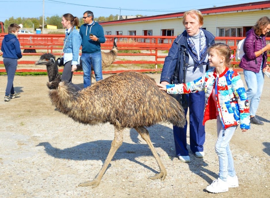 Нескучные выходные в гостях у птиц великанов в Серпухове!