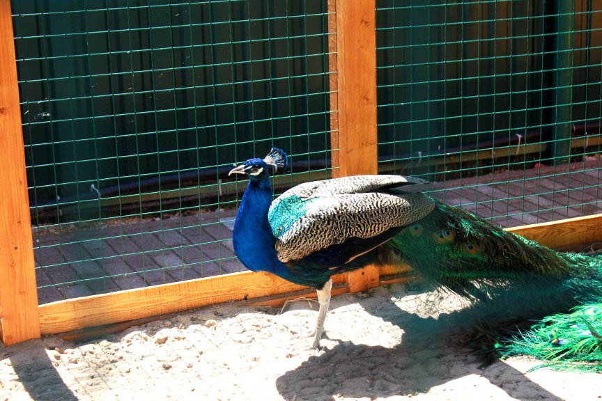 Мини-зоопарк в ПДК «Южный»