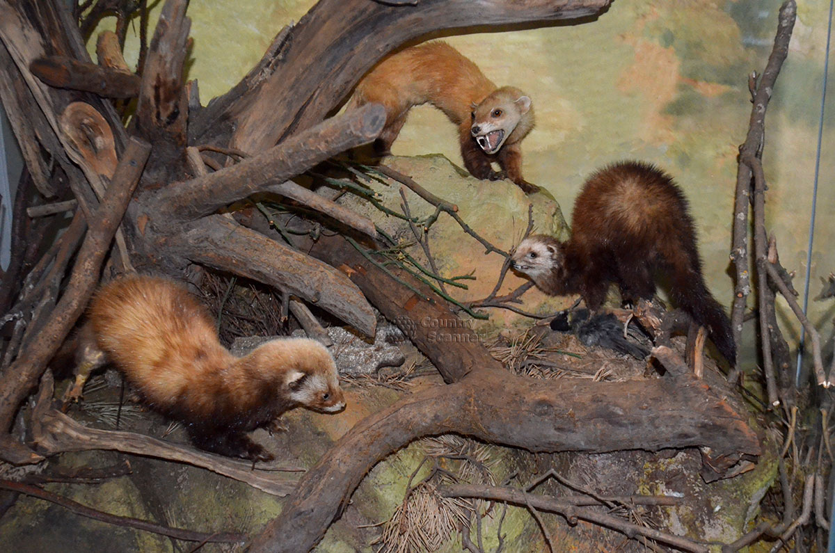 Музей Природы