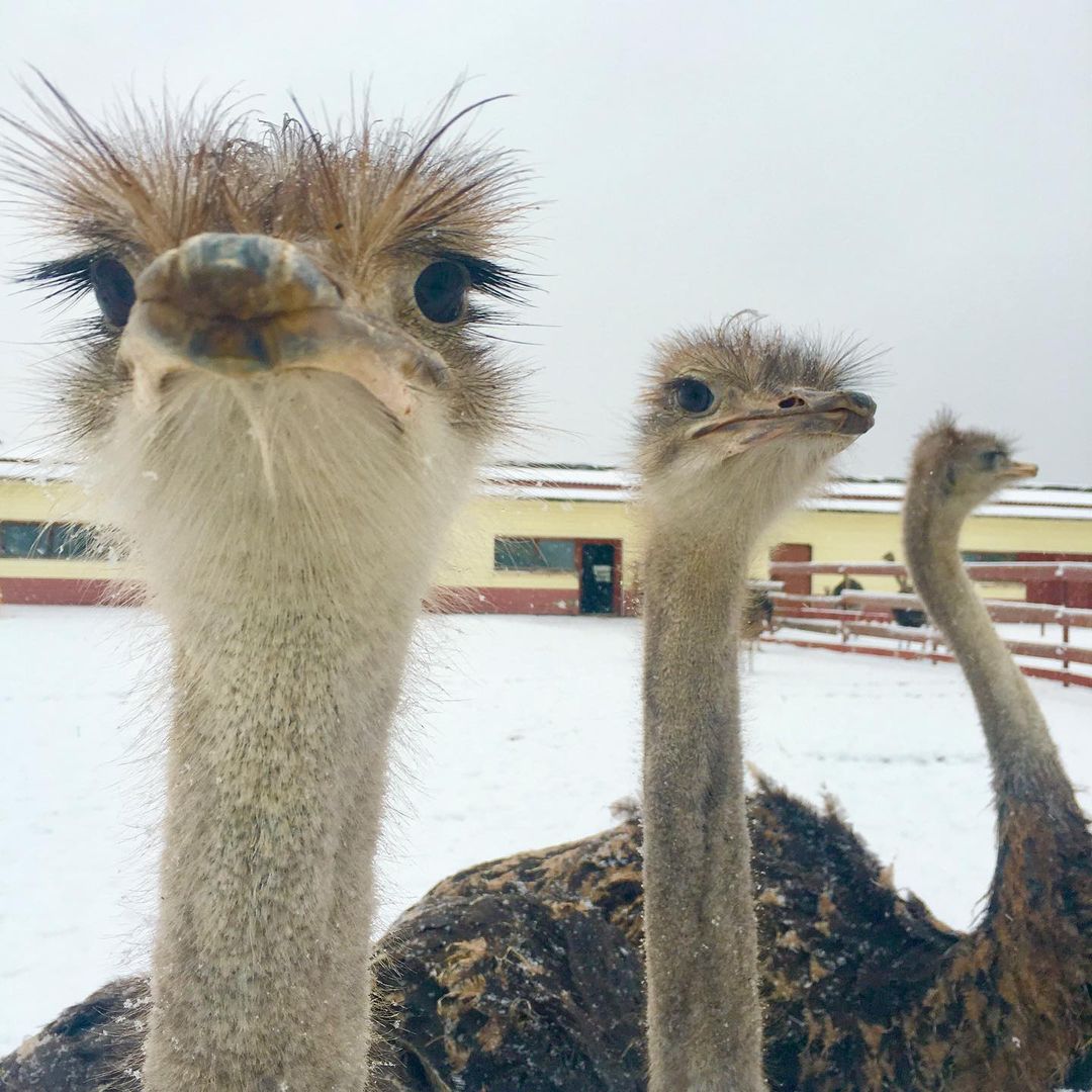 «Русский страус» попал в ТОП-10 эко-ферм национального туристического портала Russia Travel
