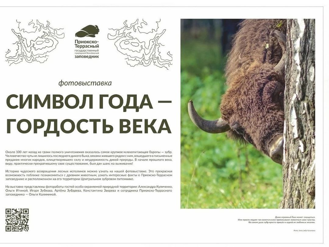 В Серпухове открылась фотовыставка, посвященная символу Подмосковья – зубрам