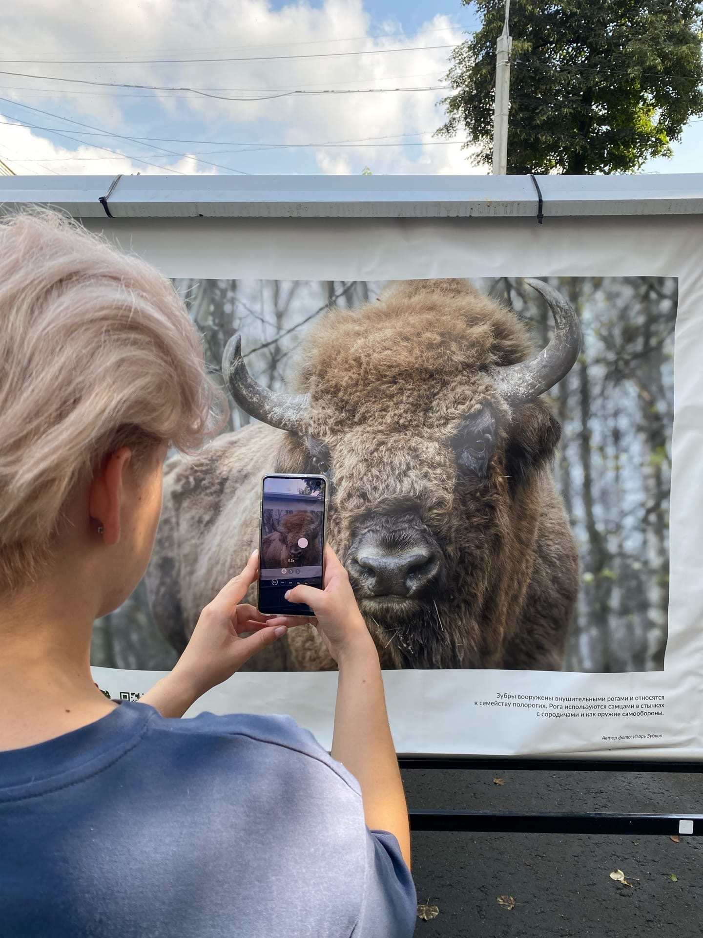Выставка, посвященная зубрам в Серпуховском музее