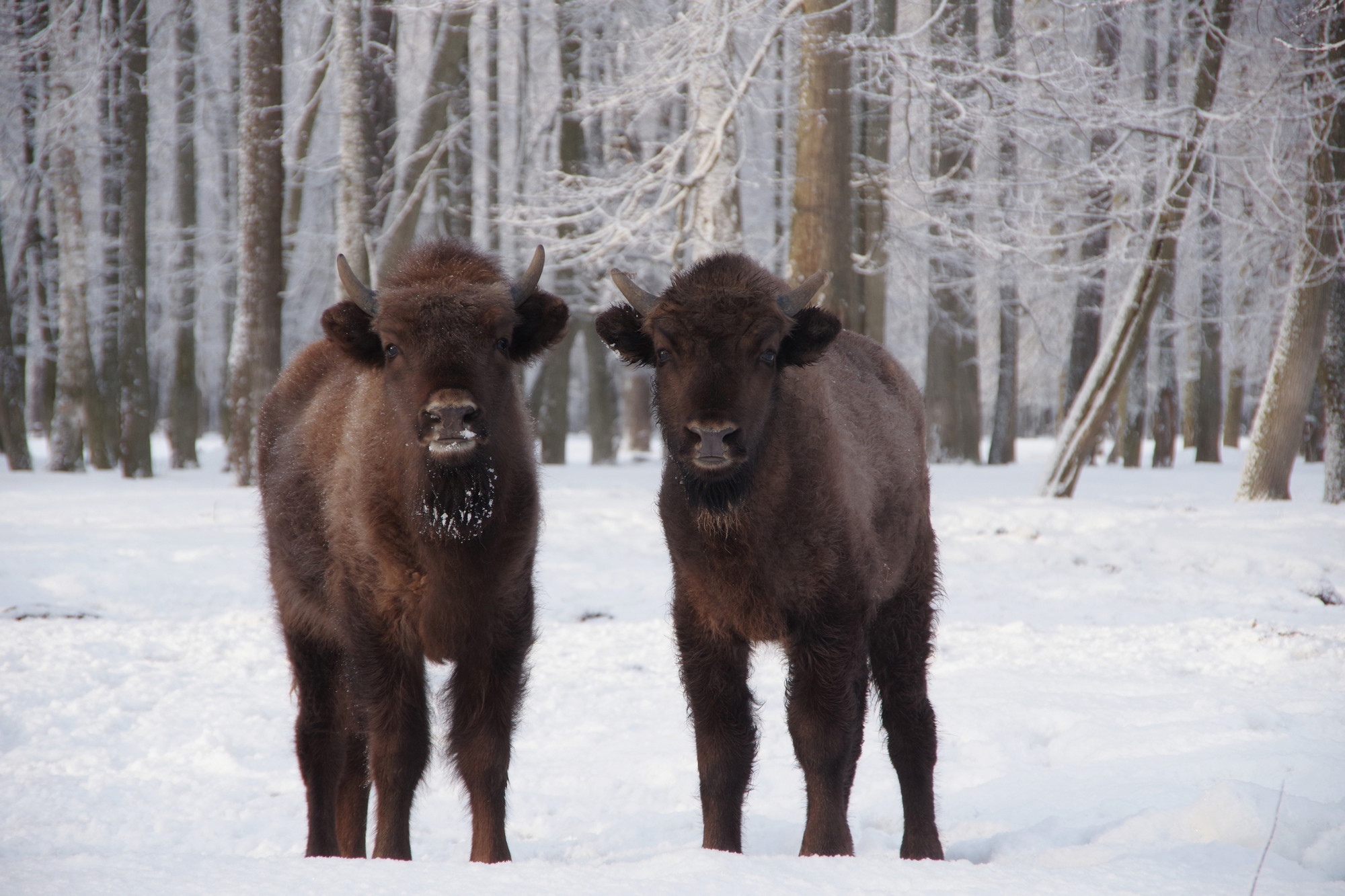 День заповедников и национальных парков